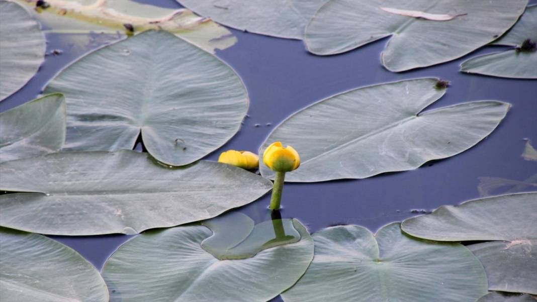 Gölbaşı Gölü'nde çiçek açan nilüfer güzelliği 11