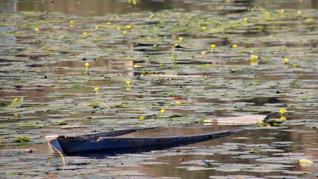 Gölbaşı Gölü'nde çiçek açan nilüfer güzelliği 12