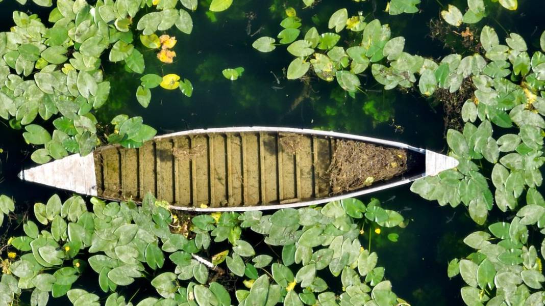 Gölbaşı Gölü'nde çiçek açan nilüfer güzelliği 2