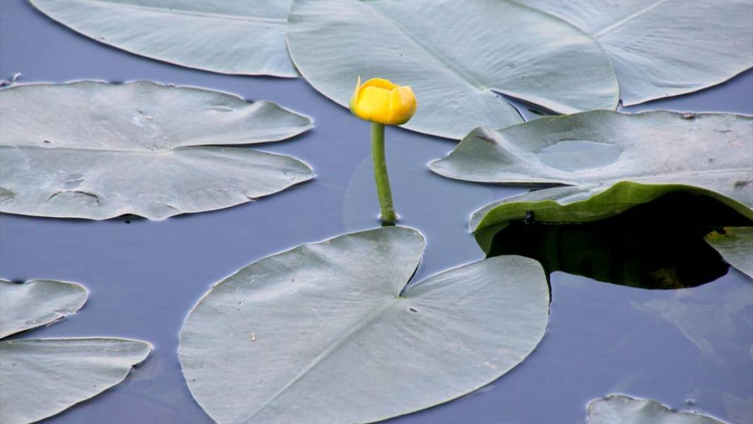 Gölbaşı Gölü'nde çiçek açan nilüfer güzelliği 3