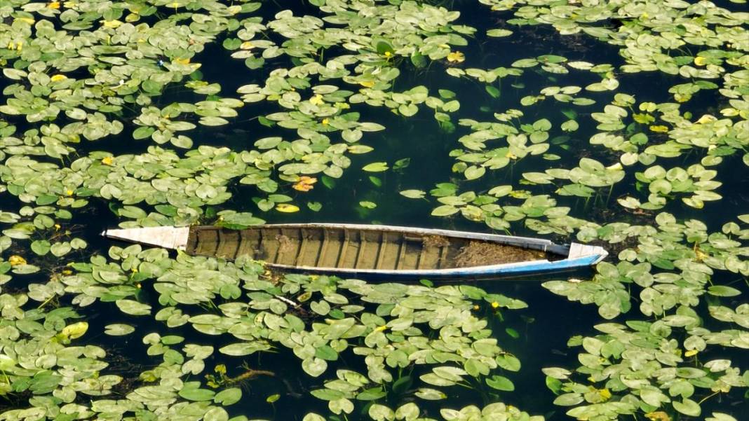 Gölbaşı Gölü'nde çiçek açan nilüfer güzelliği 4