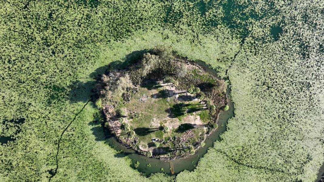 Gölbaşı Gölü'nde çiçek açan nilüfer güzelliği 5
