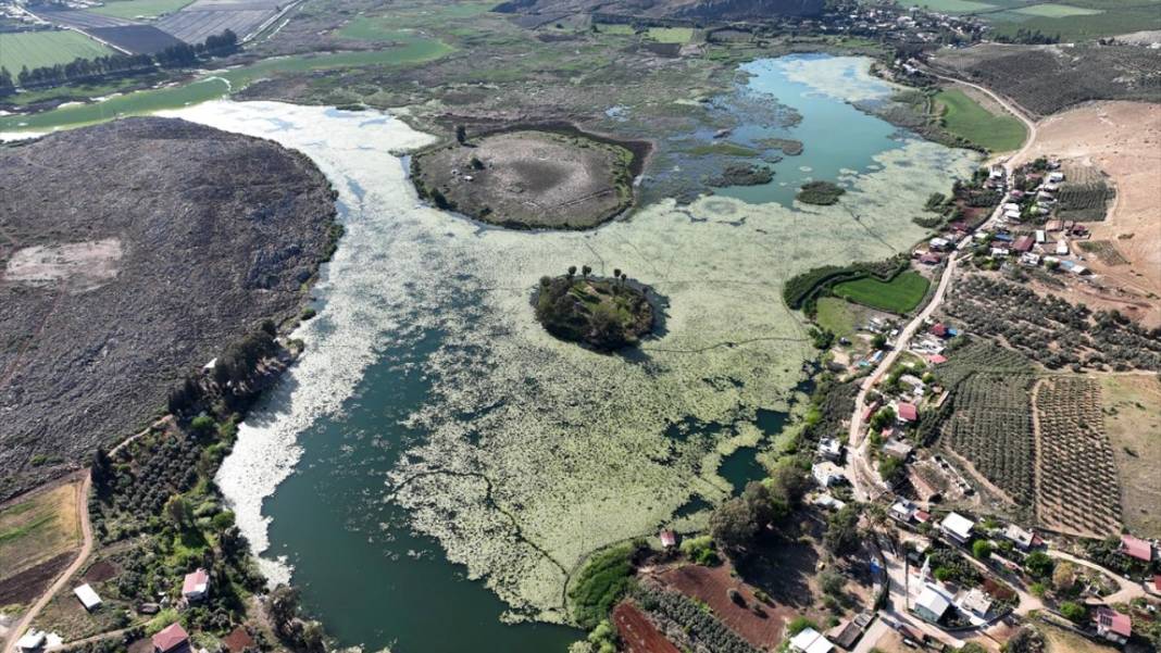 Gölbaşı Gölü'nde çiçek açan nilüfer güzelliği 6
