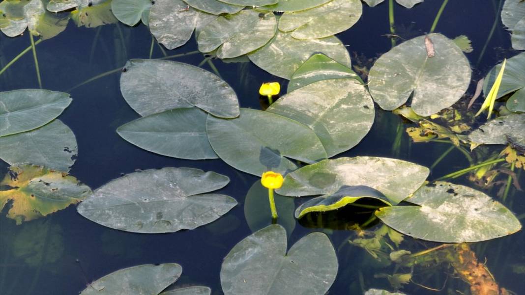 Gölbaşı Gölü'nde çiçek açan nilüfer güzelliği 7