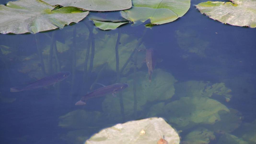 Gölbaşı Gölü'nde çiçek açan nilüfer güzelliği 9