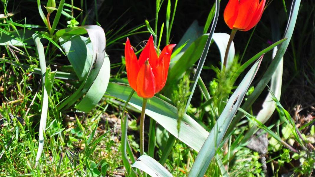 Senede bir gün açıp 10 gün canlı kalıyor, koparmanın cezası 557 bin TL 1