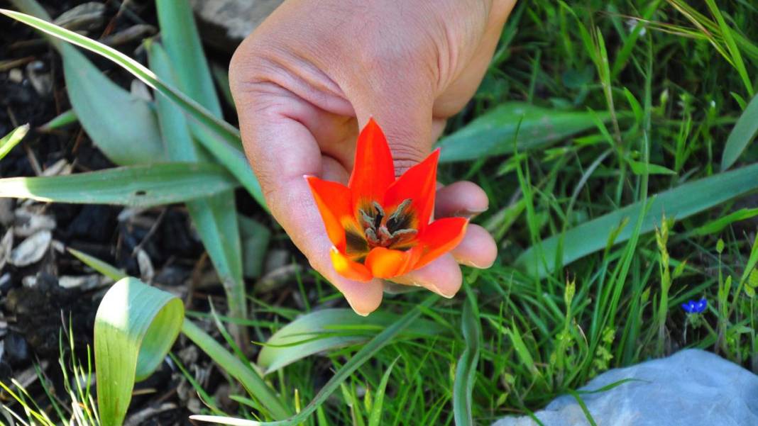 Senede bir gün açıp 10 gün canlı kalıyor, koparmanın cezası 557 bin TL 10