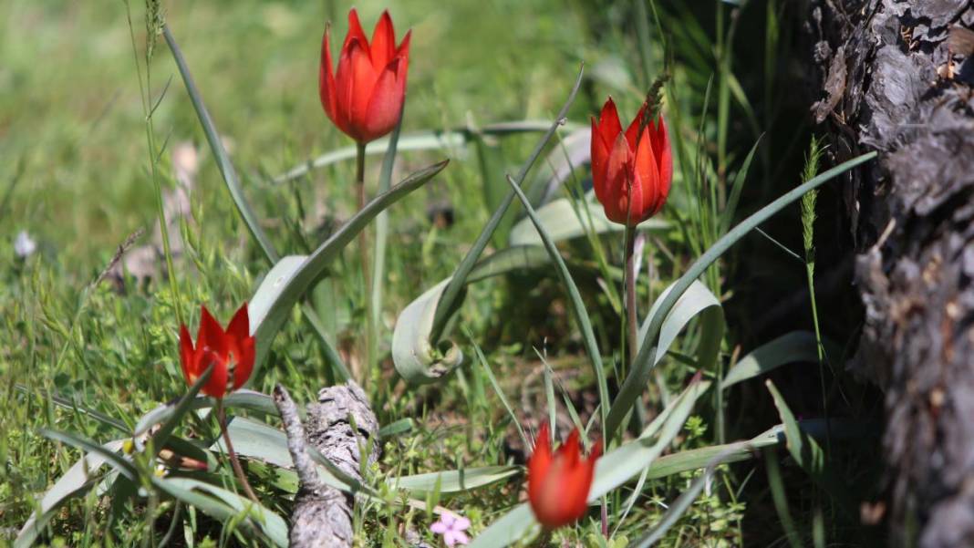 Senede bir gün açıp 10 gün canlı kalıyor, koparmanın cezası 557 bin TL 11