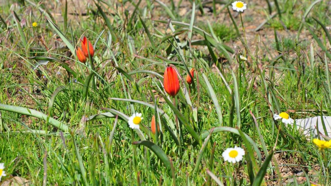 Senede bir gün açıp 10 gün canlı kalıyor, koparmanın cezası 557 bin TL 12