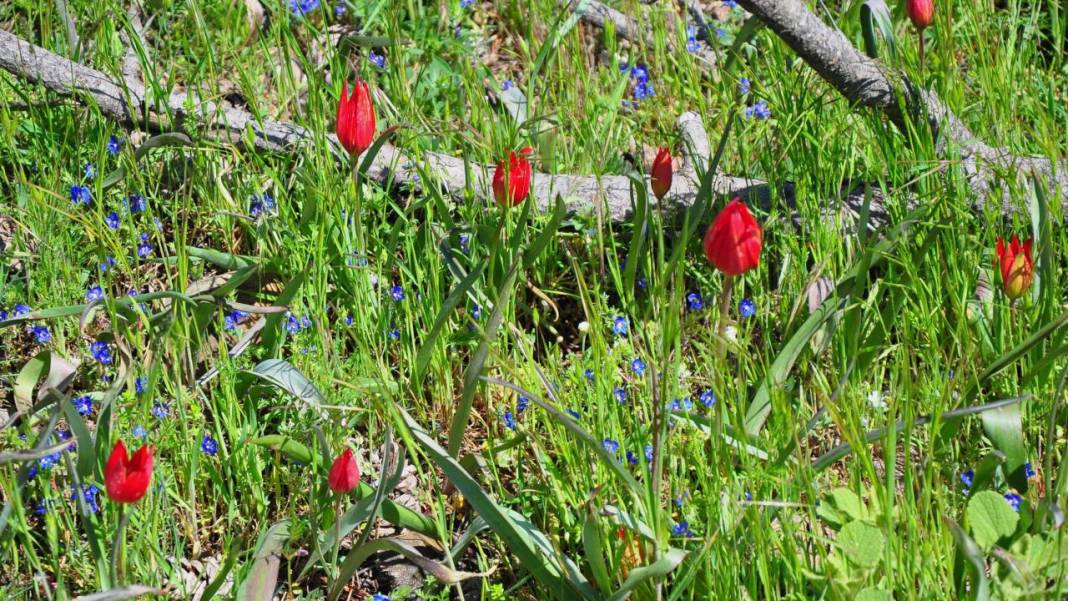 Senede bir gün açıp 10 gün canlı kalıyor, koparmanın cezası 557 bin TL 13