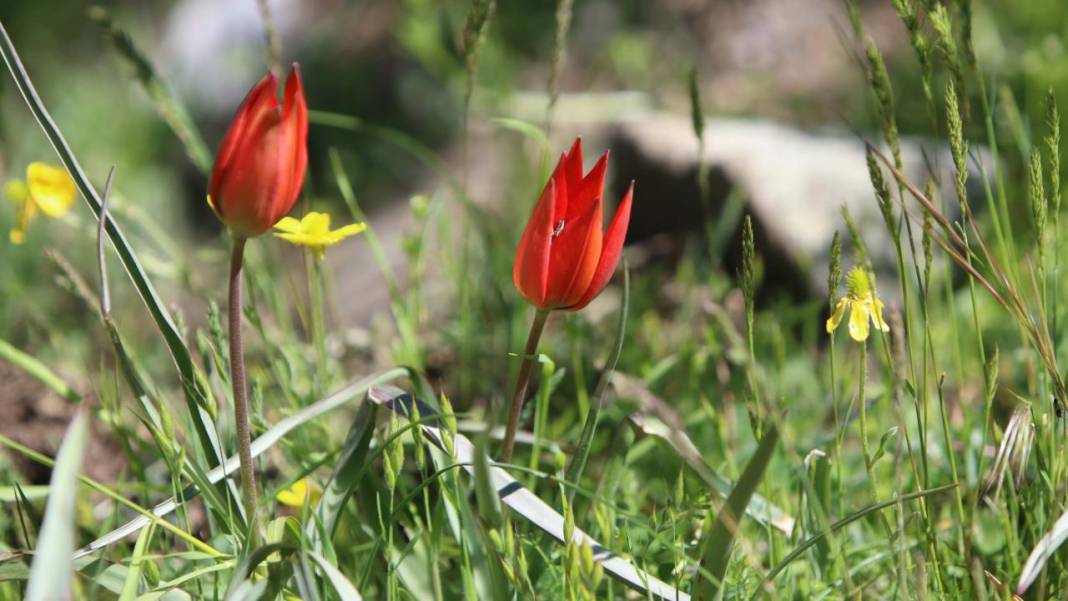 Senede bir gün açıp 10 gün canlı kalıyor, koparmanın cezası 557 bin TL 2