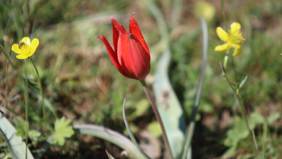Senede bir gün açıp 10 gün canlı kalıyor, koparmanın cezası 557 bin TL 3