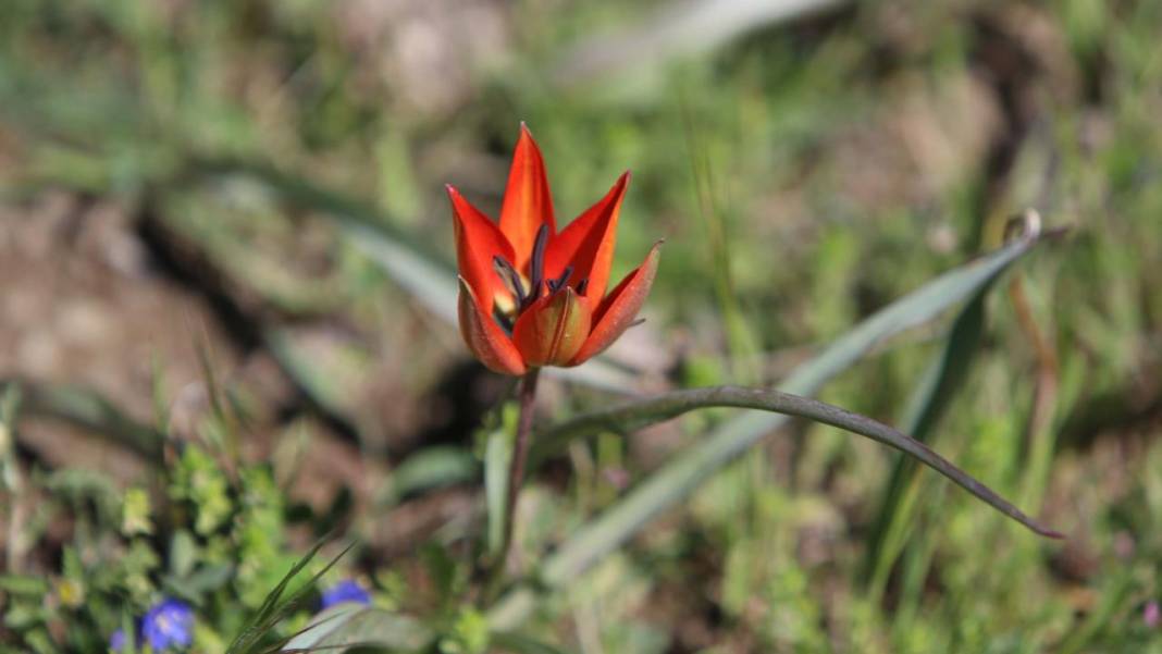 Senede bir gün açıp 10 gün canlı kalıyor, koparmanın cezası 557 bin TL 4