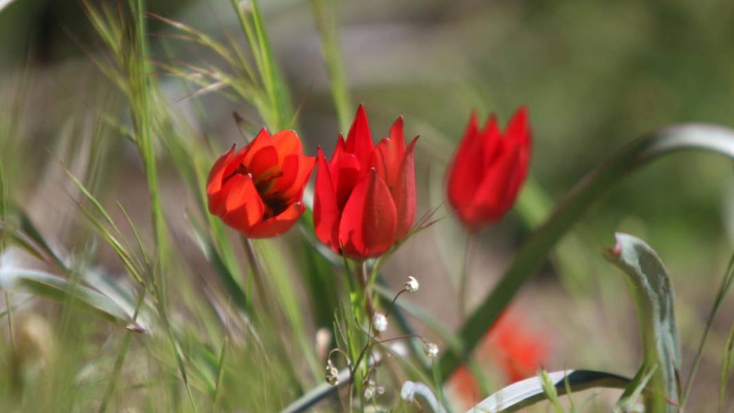 Senede bir gün açıp 10 gün canlı kalıyor, koparmanın cezası 557 bin TL 5