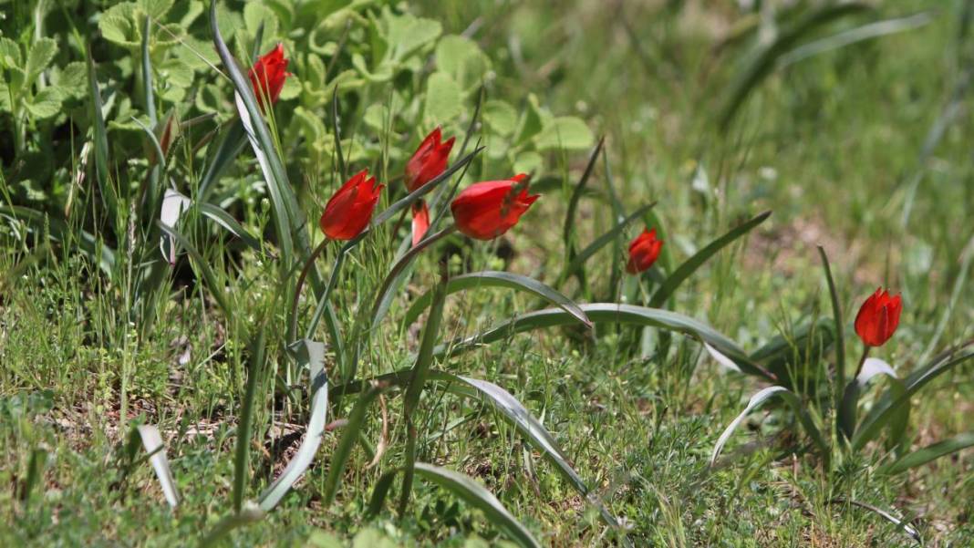 Senede bir gün açıp 10 gün canlı kalıyor, koparmanın cezası 557 bin TL 6