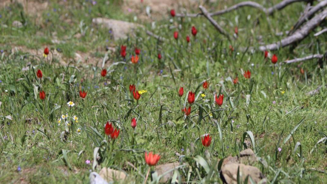Senede bir gün açıp 10 gün canlı kalıyor, koparmanın cezası 557 bin TL 7