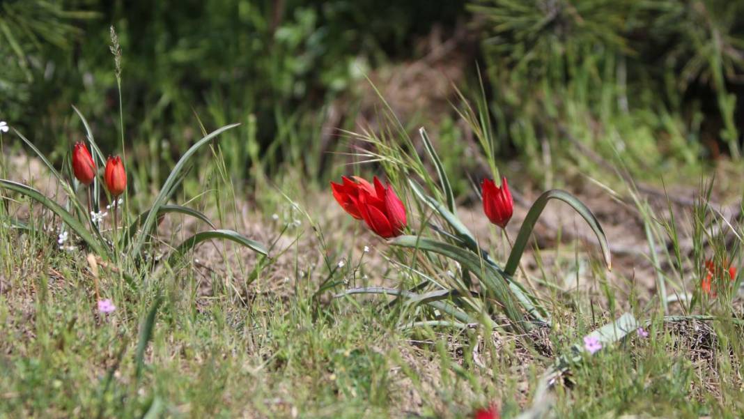 Senede bir gün açıp 10 gün canlı kalıyor, koparmanın cezası 557 bin TL 8