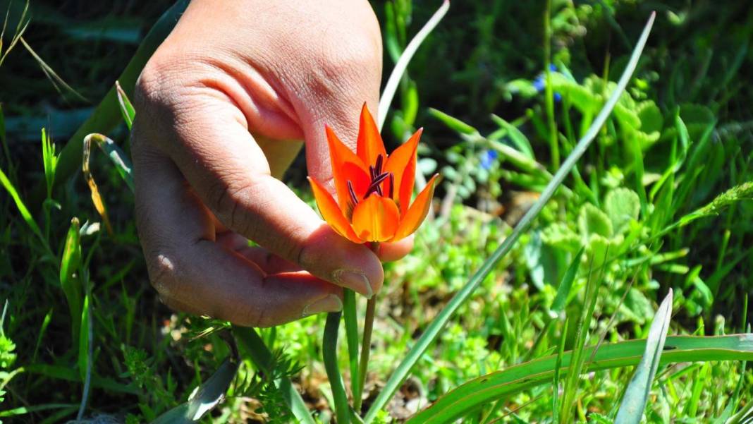 Senede bir gün açıp 10 gün canlı kalıyor, koparmanın cezası 557 bin TL 9