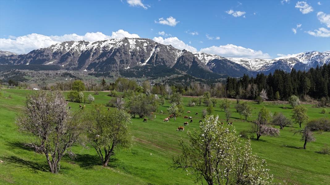 'Sakin şehir' ilkbaharla birlikte canlandı 11