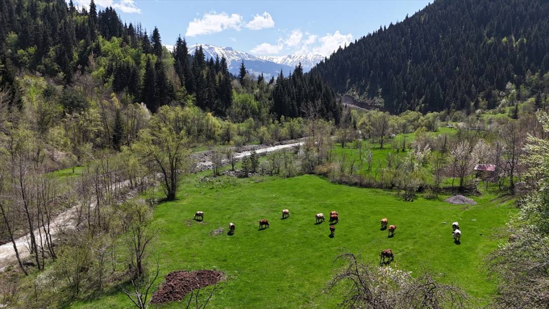 'Sakin şehir' ilkbaharla birlikte canlandı 2