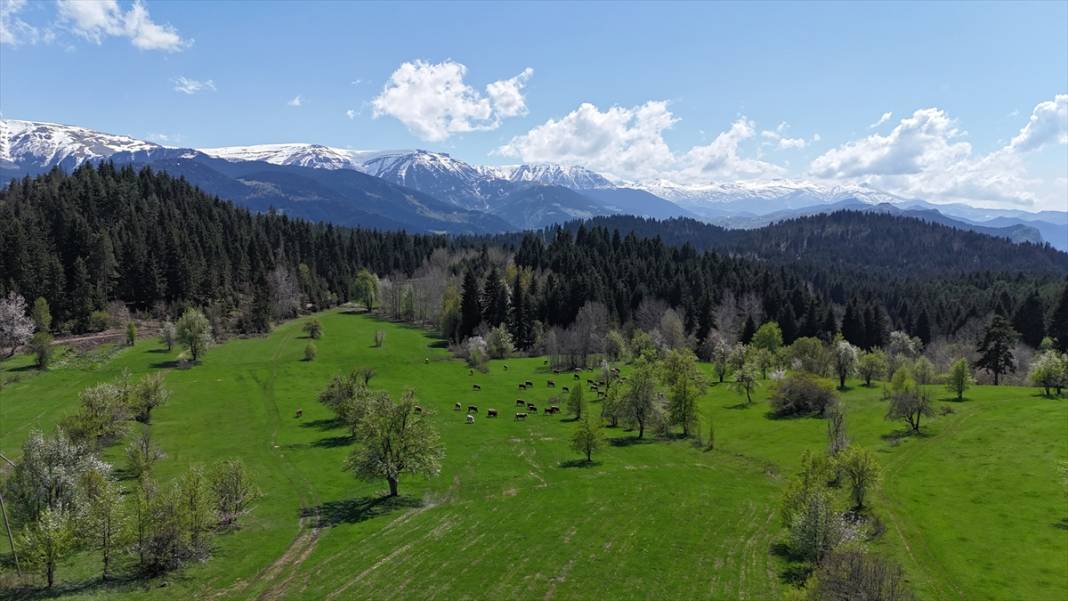 'Sakin şehir' ilkbaharla birlikte canlandı 8