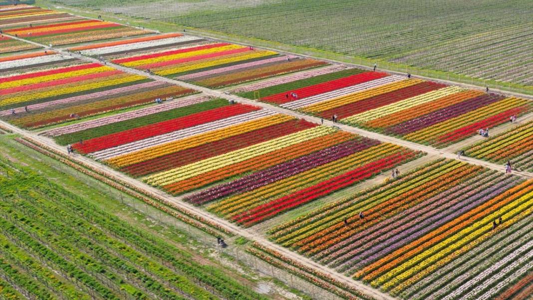 Kanada'nın lale tarlası 1