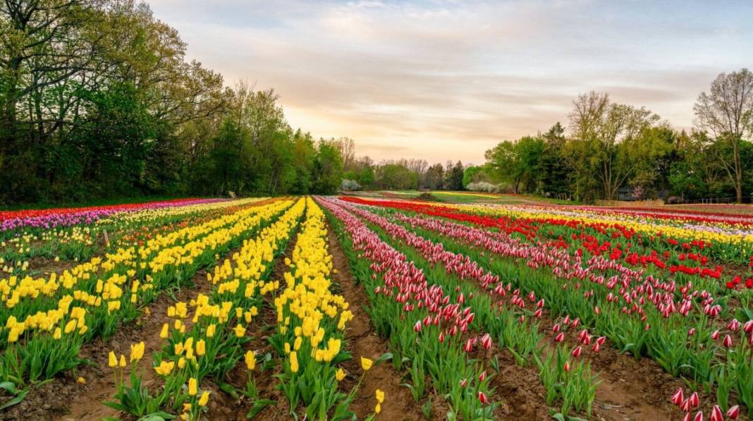 Kanada'nın lale tarlası 10