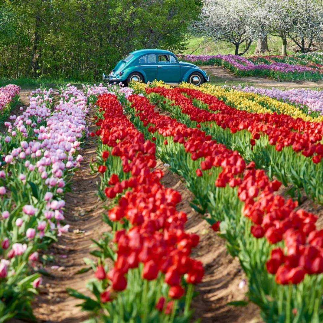 Kanada'nın lale tarlası 11