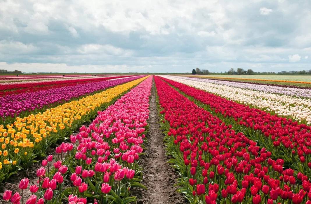 Kanada'nın lale tarlası 12