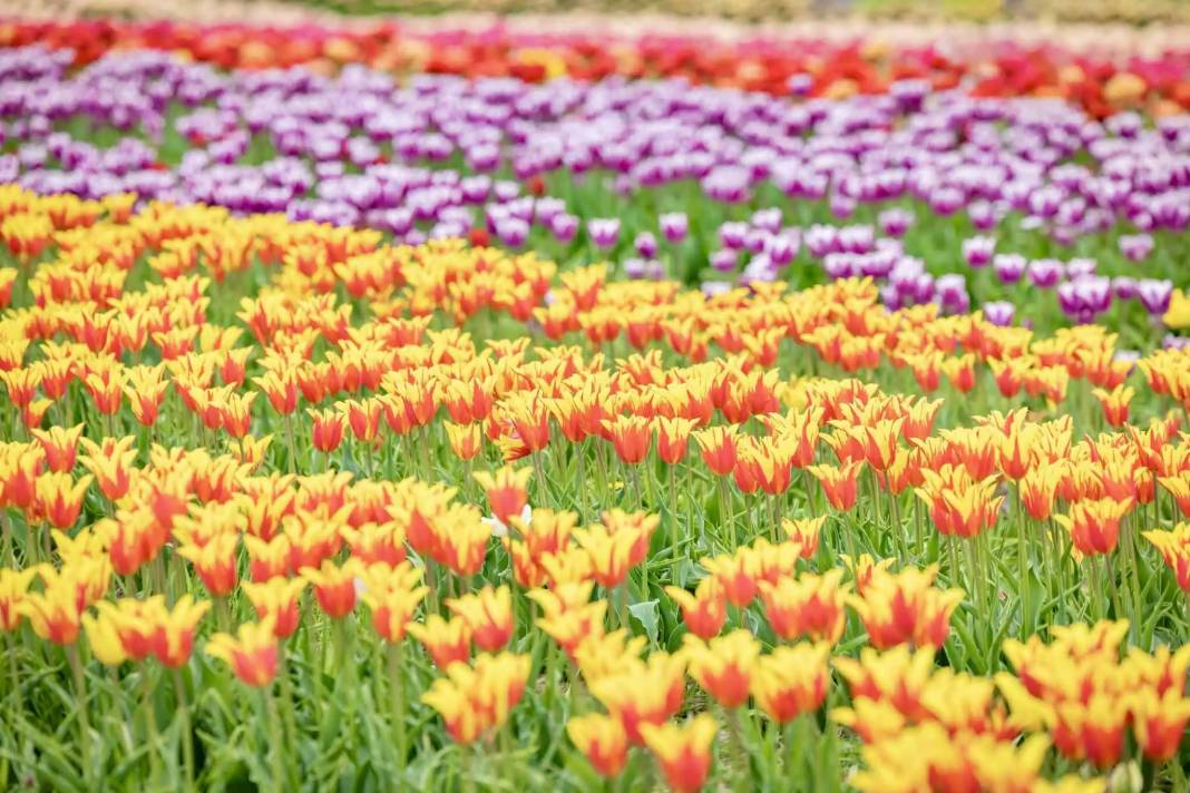 Kanada'nın lale tarlası 13