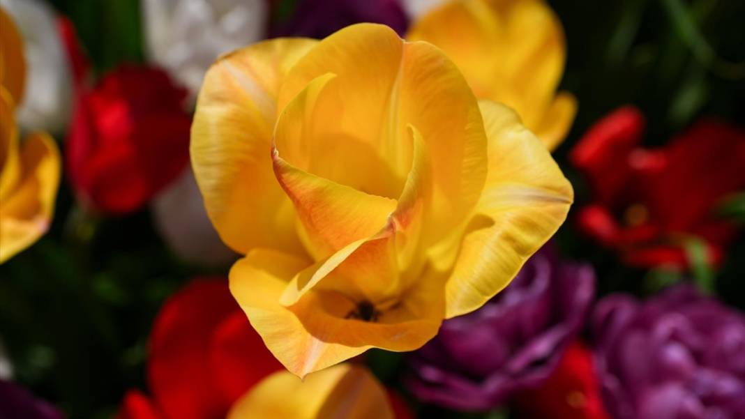 Kanada'nın lale tarlası 2