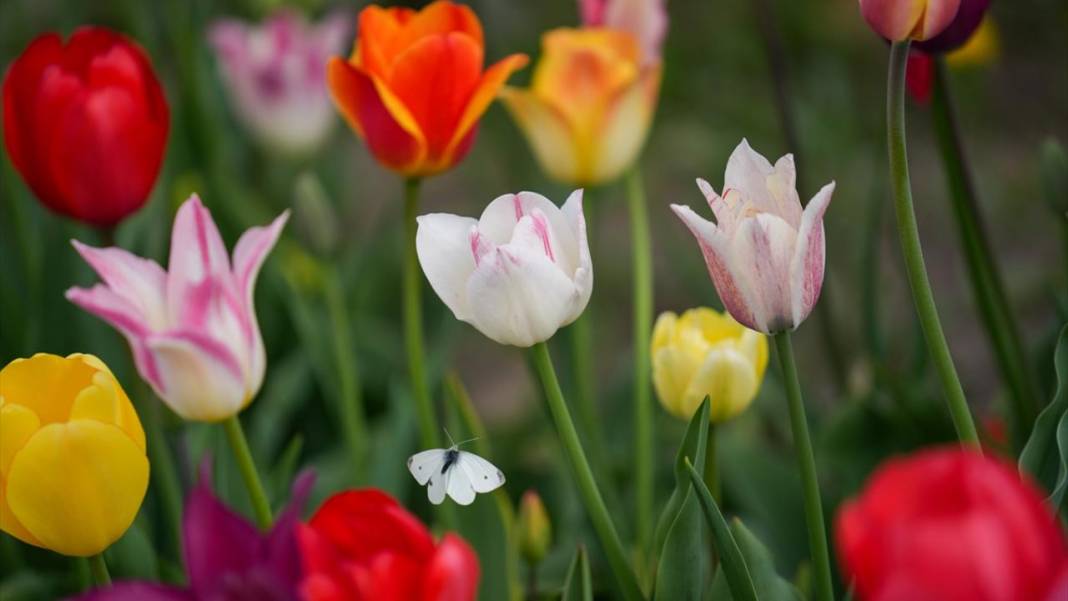 Kanada'nın lale tarlası 3