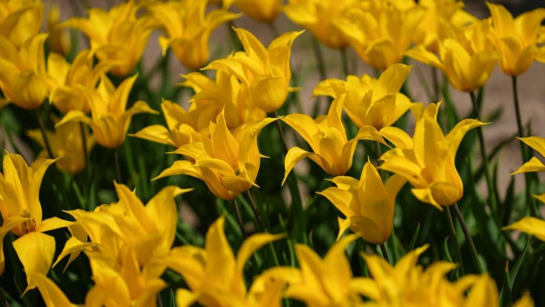 Kanada'nın lale tarlası 4