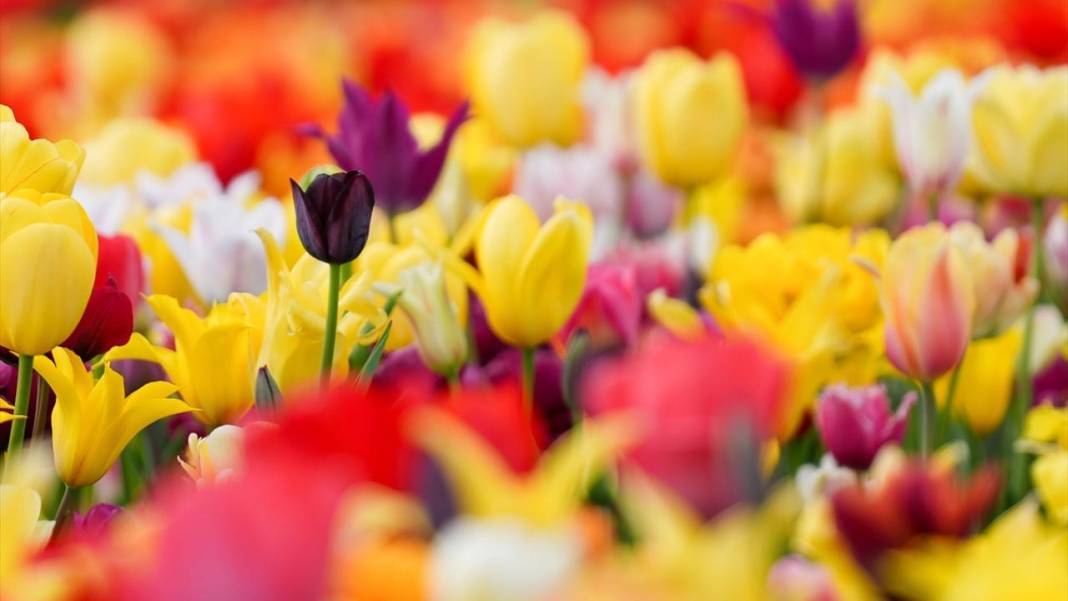 Kanada'nın lale tarlası 5