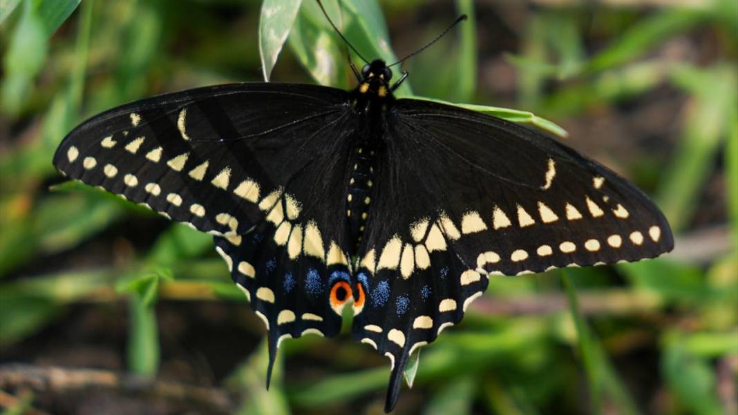 Kanada'nın lale tarlası 6