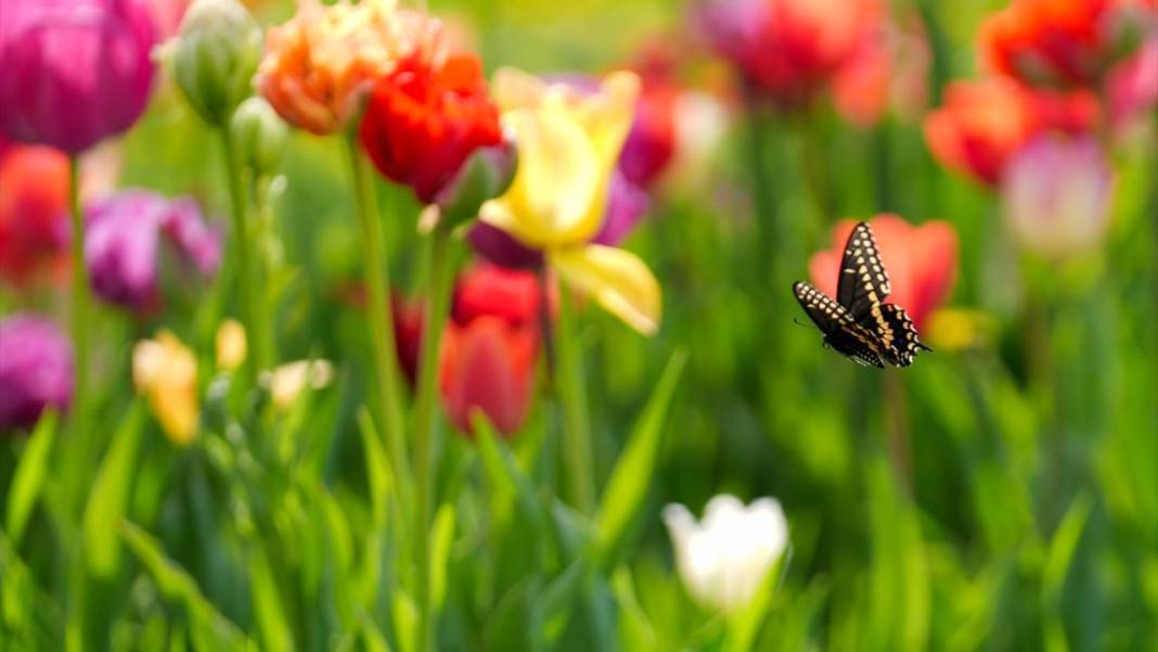 Kanada'nın lale tarlası 7