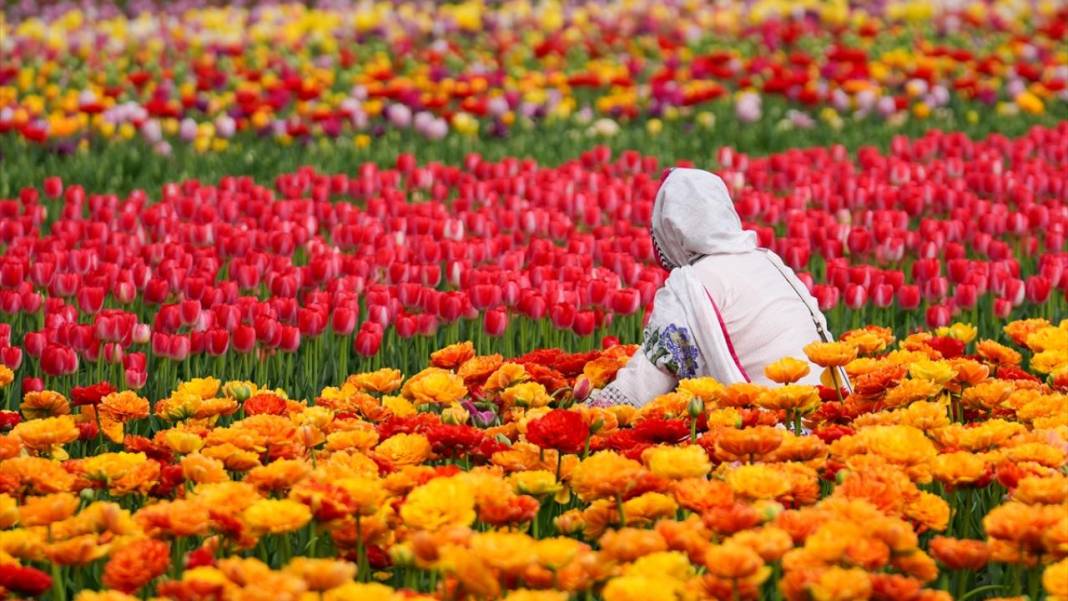 Kanada'nın lale tarlası 8