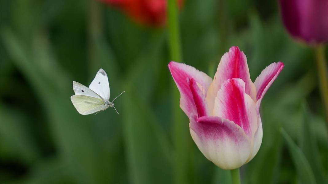 Kanada'nın lale tarlası 9