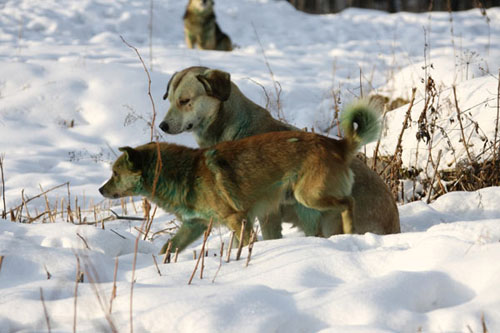 Köpekler neden yeşile dönüşüyor? 1