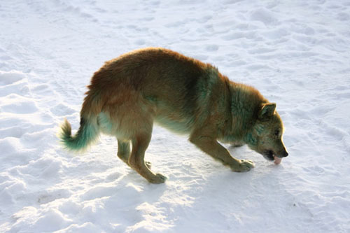 Köpekler neden yeşile dönüşüyor? 2