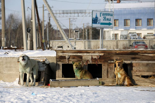 Köpekler neden yeşile dönüşüyor? 4