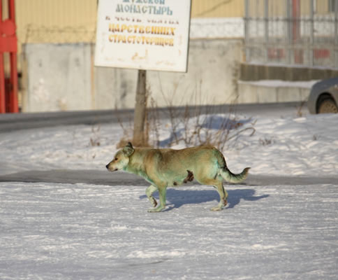 Köpekler neden yeşile dönüşüyor? 5