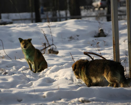 Köpekler neden yeşile dönüşüyor? 8