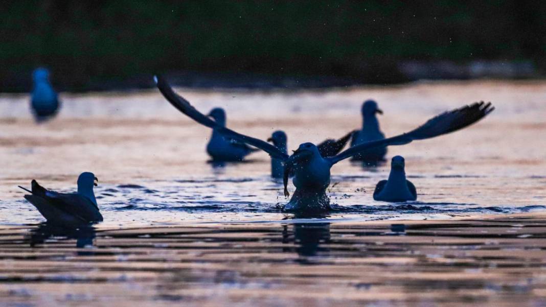 Van Gölü'nde gün batımı 4
