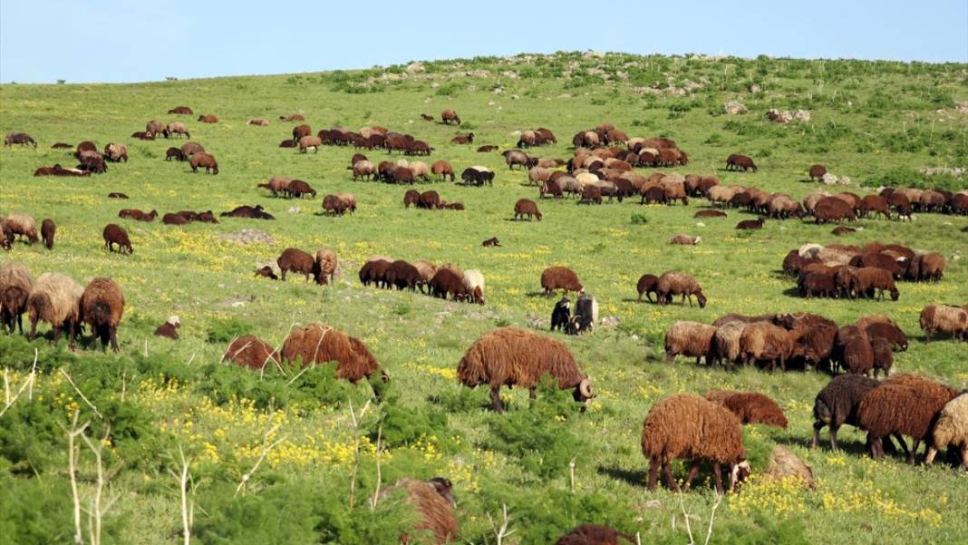 Ağrı'da baharın gelişiyle dağlar rengarenk oldu 4