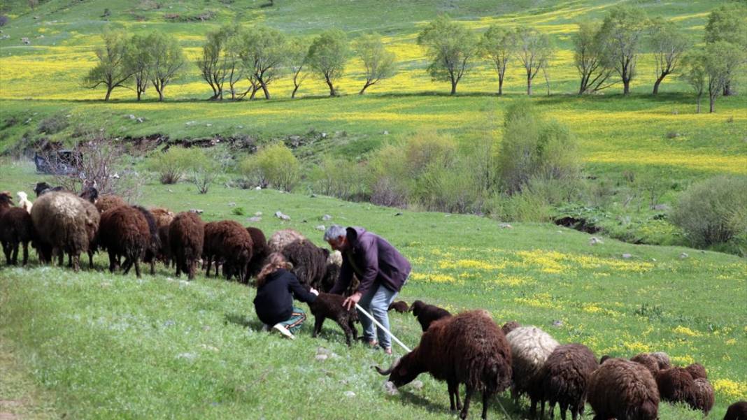 Ağrı'da baharın gelişiyle dağlar rengarenk oldu 8