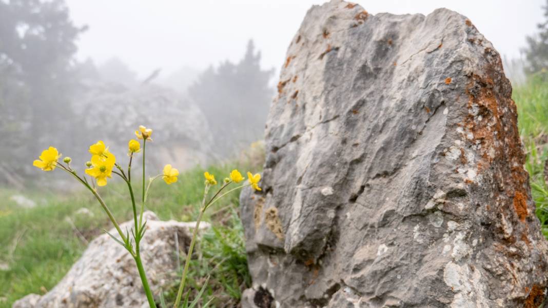 Toroslar'ın süsü düğün çiçekleri 1