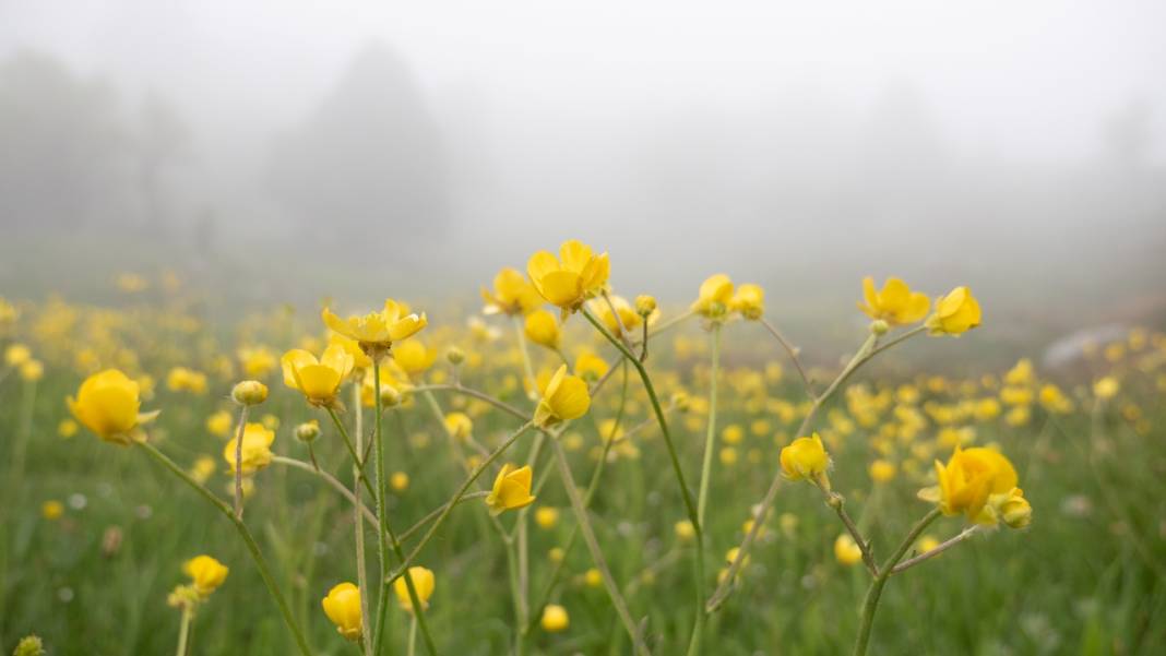Toroslar'ın süsü düğün çiçekleri 10