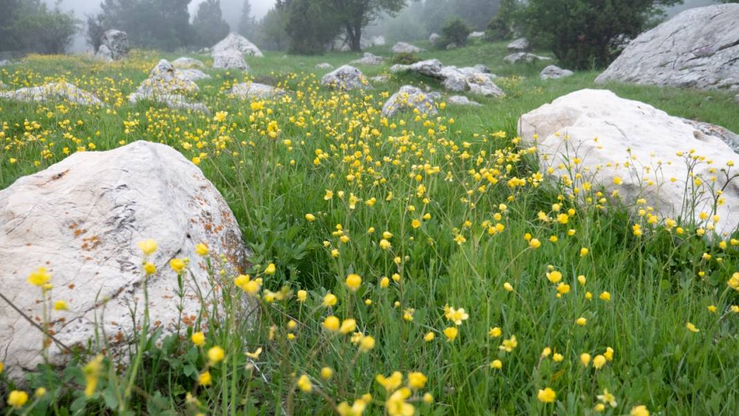 Toroslar'ın süsü düğün çiçekleri 12