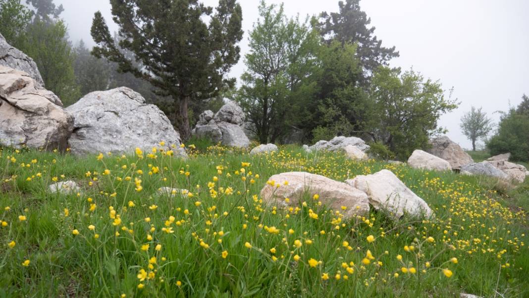 Toroslar'ın süsü düğün çiçekleri 13